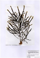 藏品(增生網翼藻)的圖片